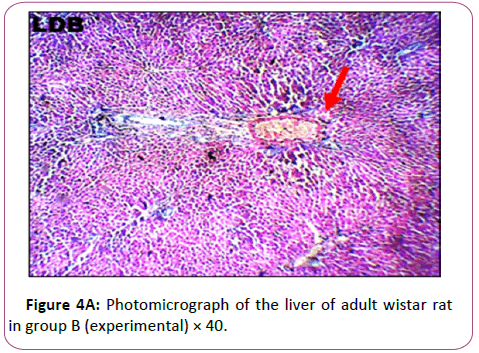 anatomical-Photomicrograph