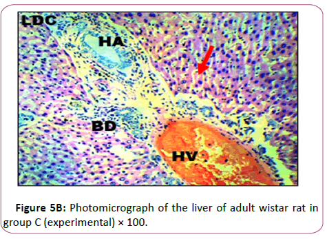 anatomical-Photomicrograph