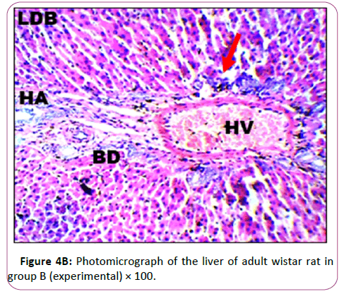 anatomical-Photomicrographr