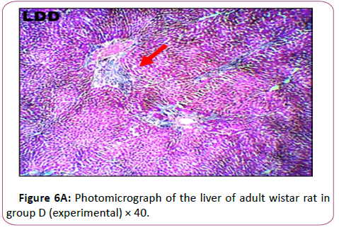 anatomical-Photomicrographr