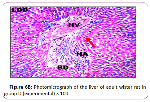 anatomical-Photomicrographr