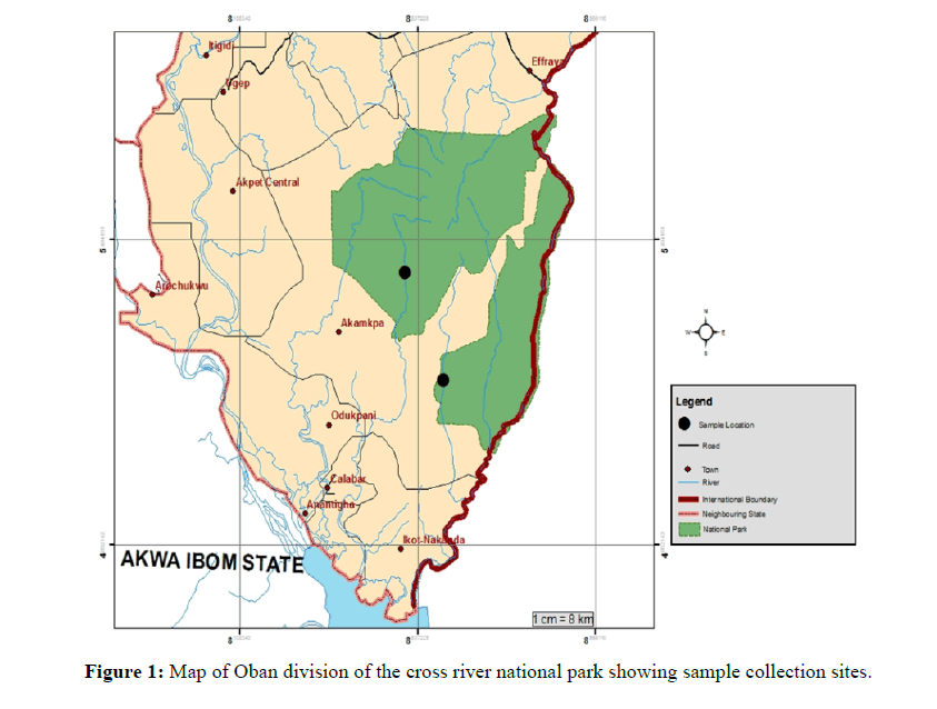 asian-plant-human-Oban-division