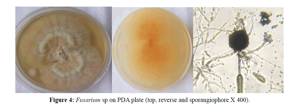 asian-plant-human-sporangiophore