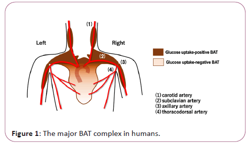 endocrinology-metabolism-complex