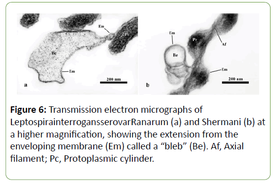 global-research-micrographs