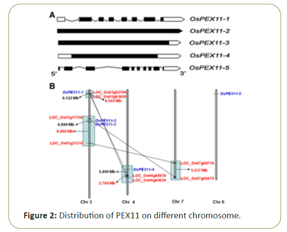 molecular-biology-chromosome