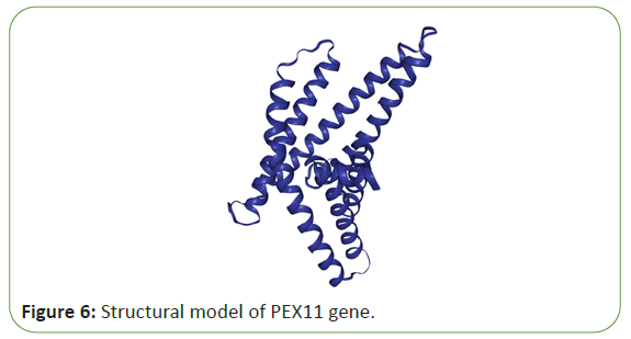 molecular-biology-model