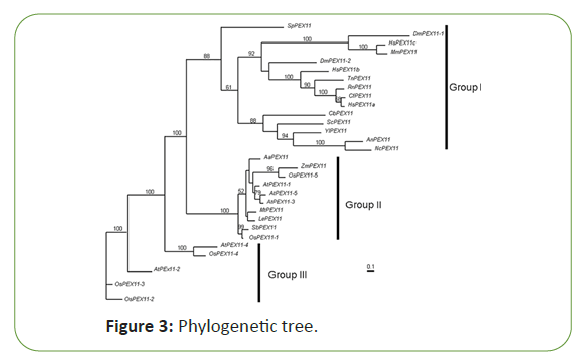 molecular-biology-phylogenetic