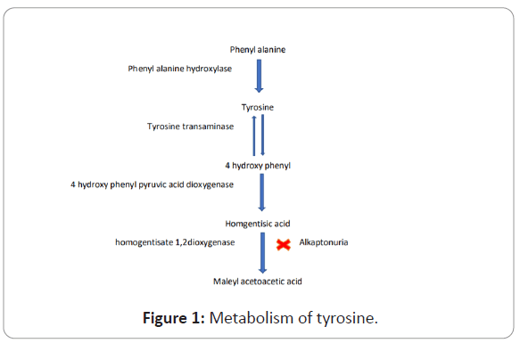 Metabolism