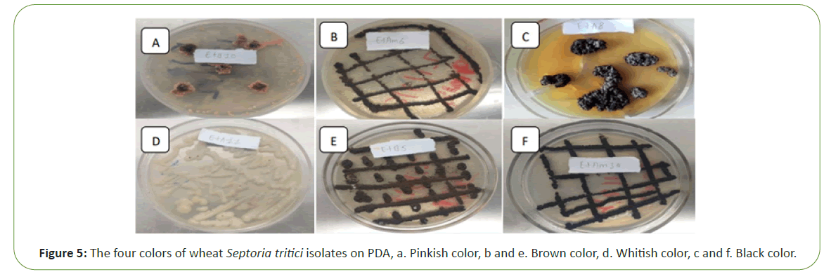 pathology-colors