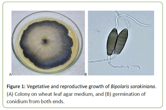 pathology-reproductive