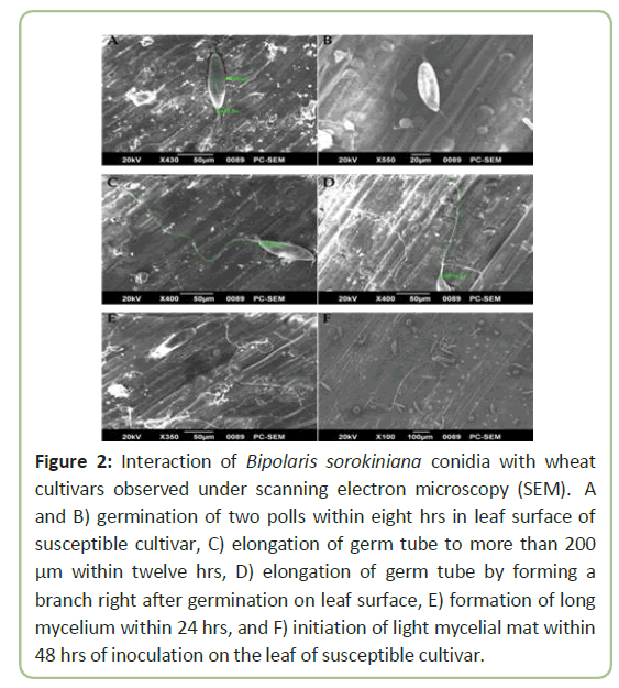 pathology-scanning