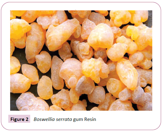 phytomedicine-clinical-therapeutics-boswellia-serrata