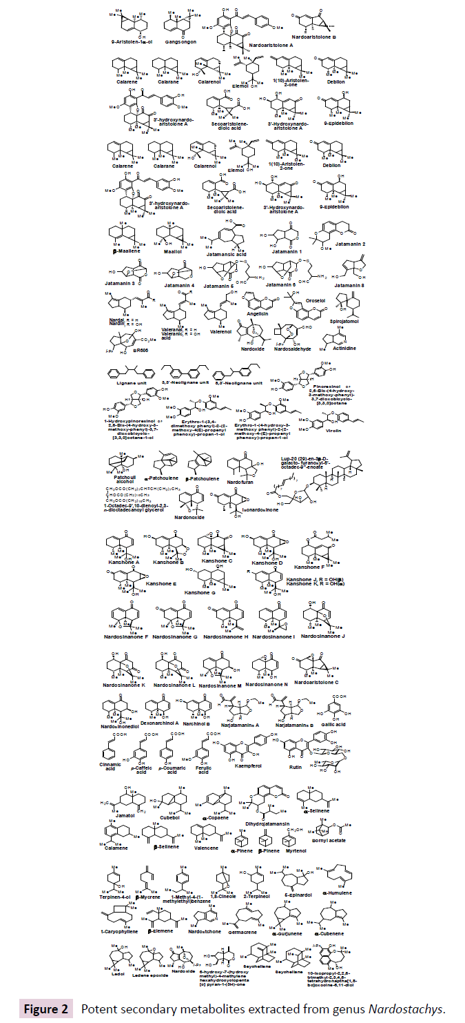 phytomedicine-clinical-therapeutics-genus-nardostachys