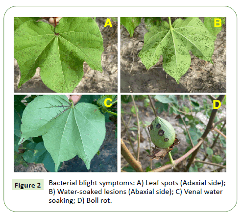 plant-pathology-Bacterial