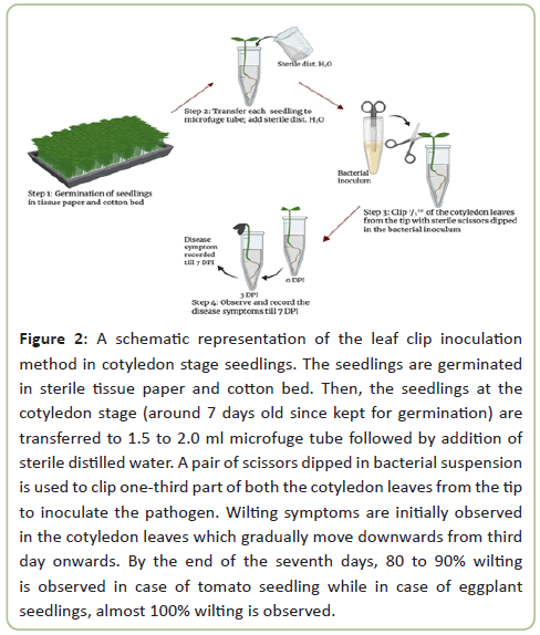 plant-pathology-seedling