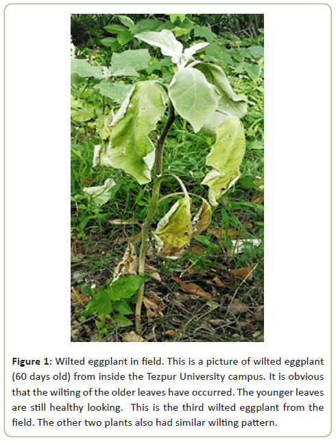 plant-pathology-similar