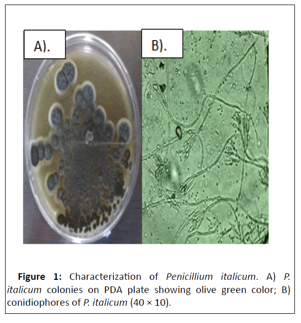 Microbiology-Penicillium