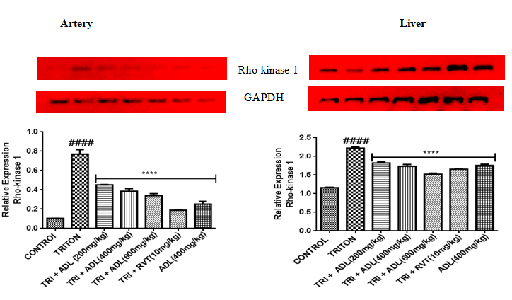 american-journal-kinase