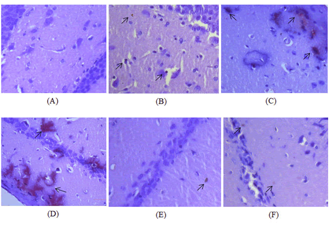 annals-biological-hippocampus