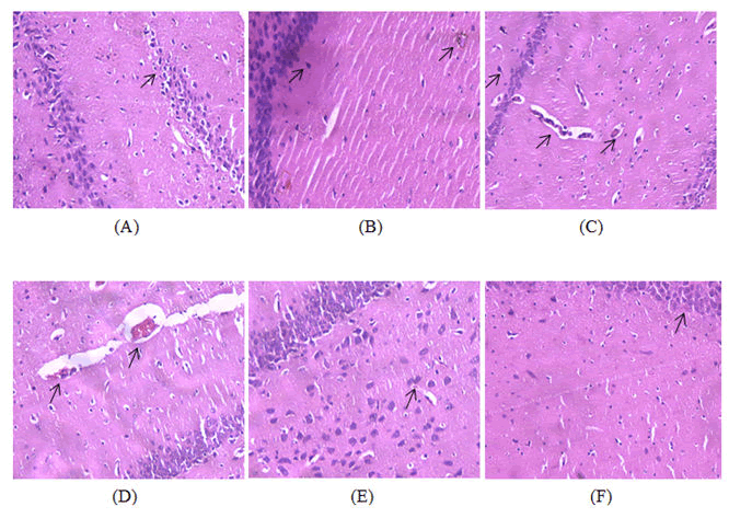 annals-biological-hippocampus