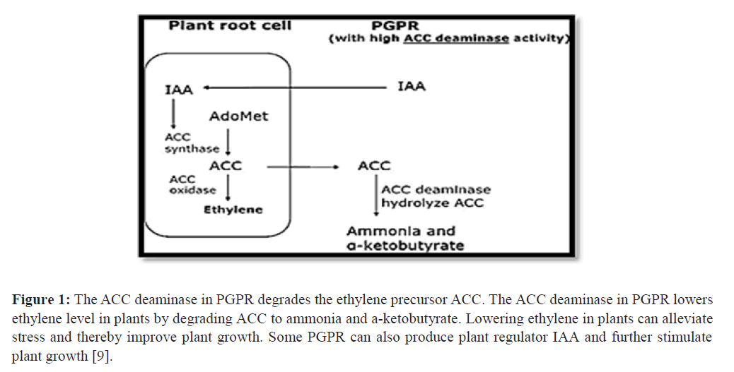 asian-journal-deaminase