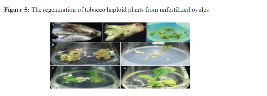 asian-journal-haploid