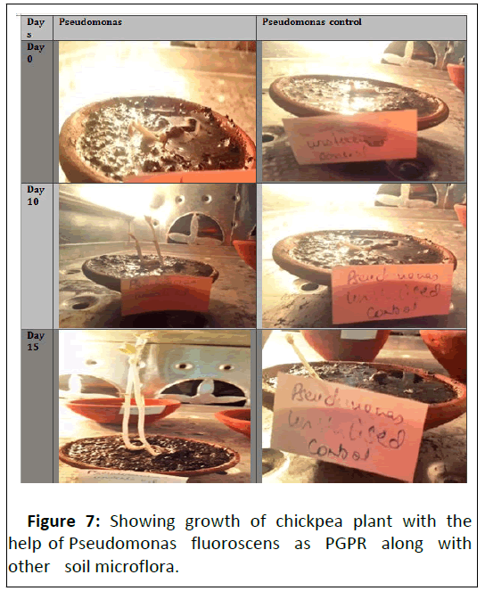 biological-chickpea