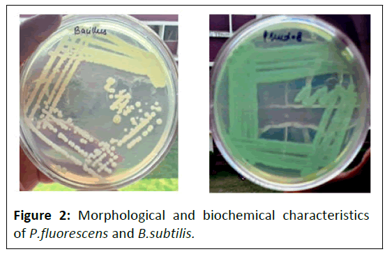 biological-morphological