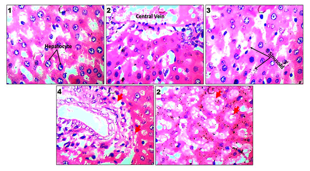 journal-food-micromorphological