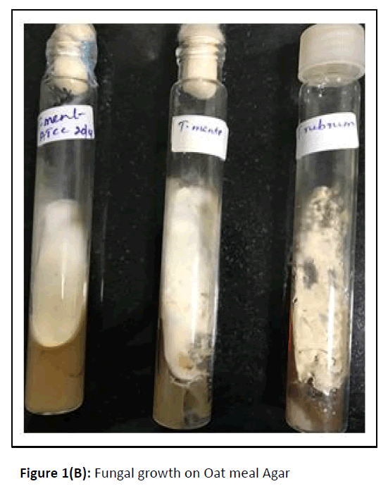 medical-mycology-fungal