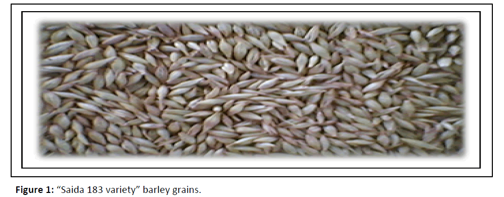 plant-sciences-barley