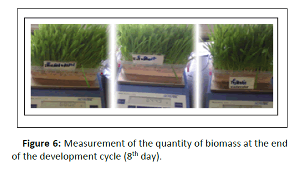 plant-sciences-biomass
