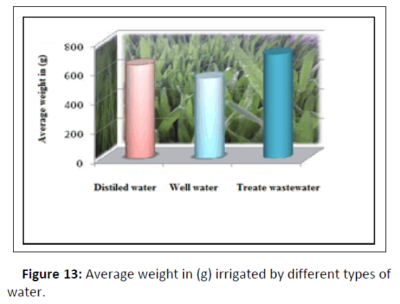 plant-sciences-irrigated