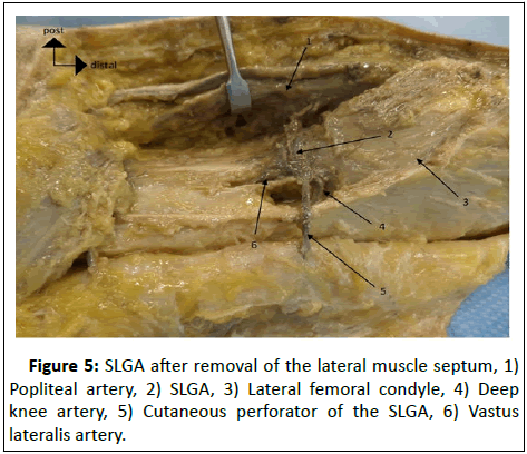 Anatomical-Research