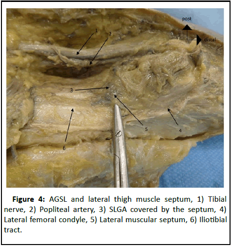 Anatomical-Research