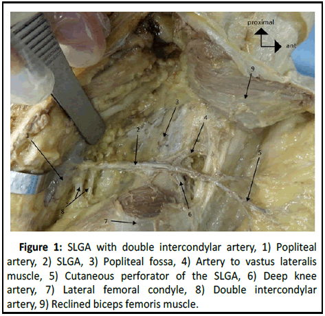 Anatomical-Research