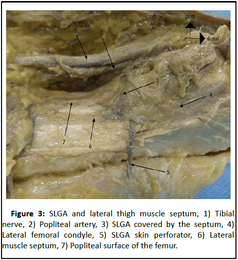 Anatomical-Research