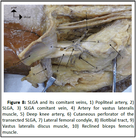 Anatomical-Research