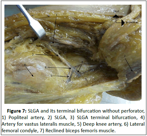 Anatomical-Research