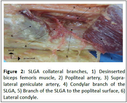 Anatomical-Research