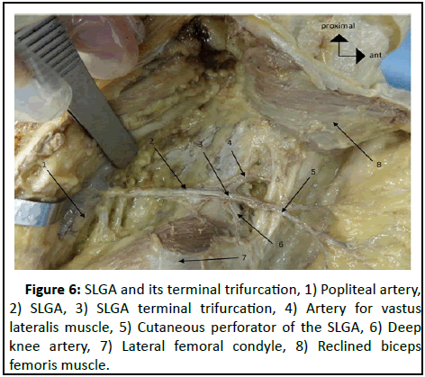 Anatomical-Research