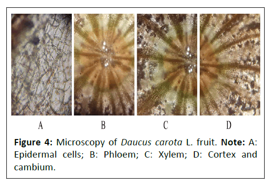 phytomedicine-daucus-carota