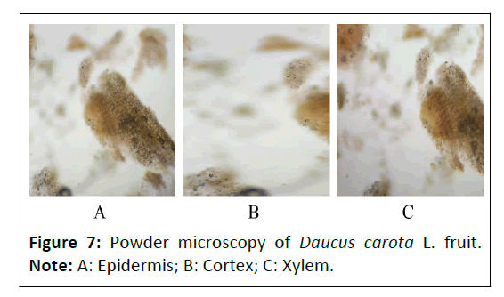 phytomedicine-daucus-carota