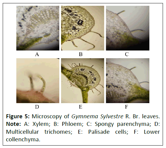 phytomedicine-gymnema-sylvestre