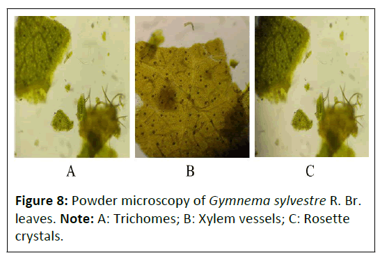 phytomedicine-gymnema-sylvestre