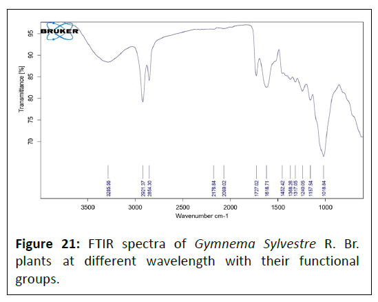 phytomedicine-gymnema-sylvestre