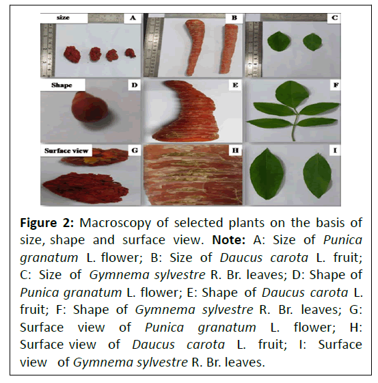 phytomedicine-macroscopy