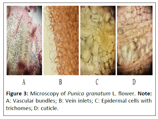 phytomedicine-punica-granatum