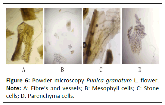 phytomedicine-punica-granatum